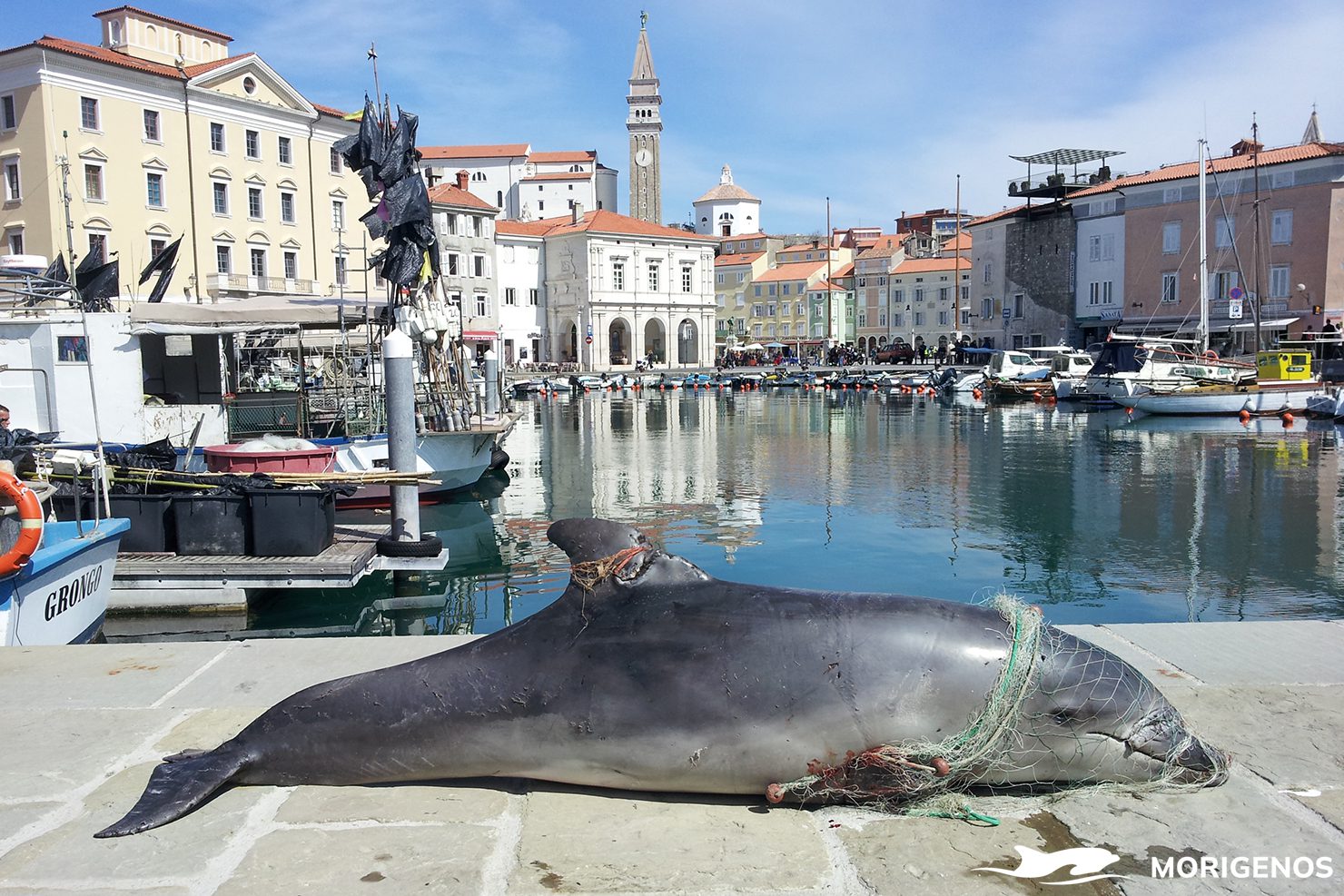 Plavala je naprej – dokler je mreža ni ustavila mrena morigenos