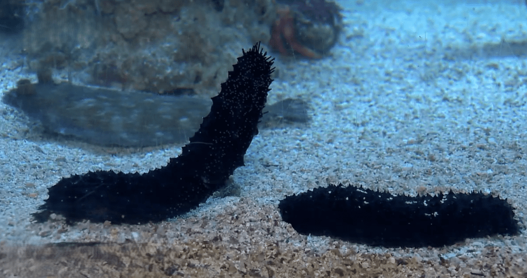 obtožen zaradi kumar