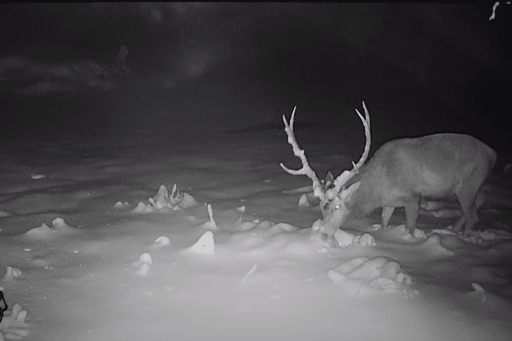 Lovci posneli fascinanten prizor: Jelen se je za las izognil smrti (video) 2 jelen