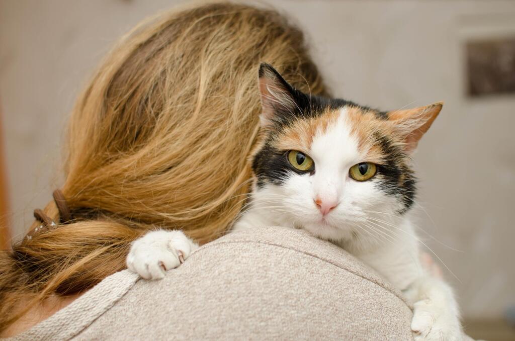 cat 3038253 1280