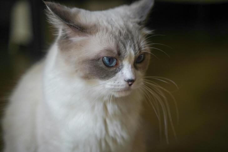 pexels catscoming 29616975