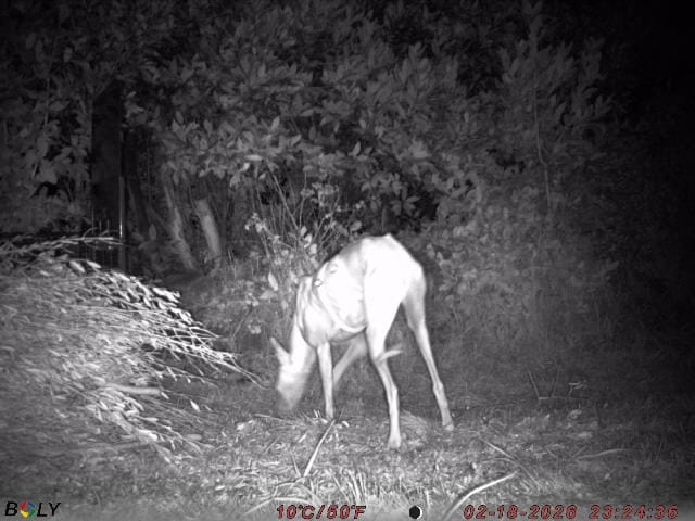 V Piranu izgubljen hrt: »Samo malo še manjka« (FOTO) 2 636771726 1505348074931330 7580947421877975013 n