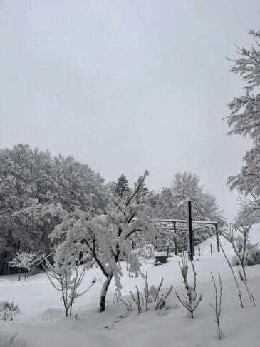 Težak sneg lomi drevesa in povzroča zastoje po Sloveniji 2 sneg