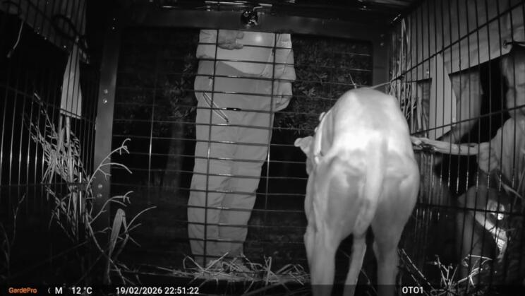 Konec iskalne akcije: V Piranu našli izgubljenega hrta 3 639689803 1506596598139811 6247798212817004745 n