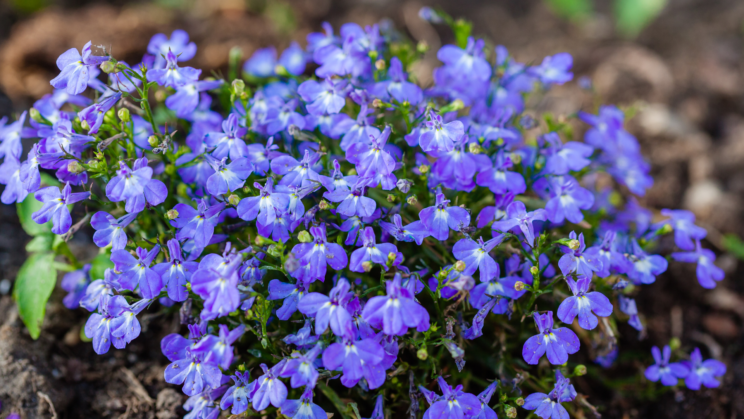 5 rož, ki jih lahko že danes postavite na balkon (FOTO) 3 Canva ROZE LOBELIA . roze