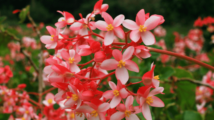 5 rož, ki jih lahko že danes postavite na balkon (FOTO) 4 Canva ROZE begonia. roze