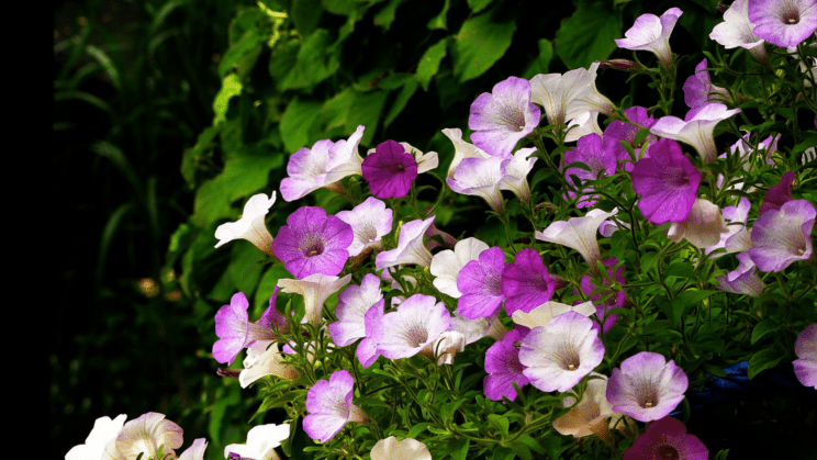 5 rož, ki jih lahko že danes postavite na balkon (FOTO) 5 Canva ROZE petunija. roze