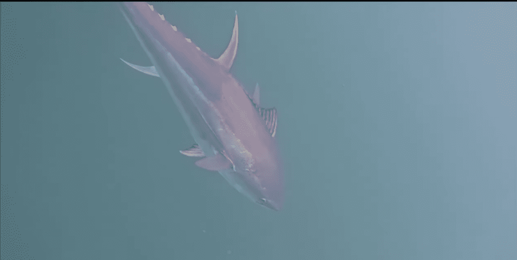 tuna napadla brancin