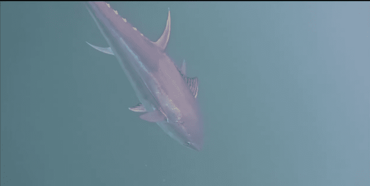 tuna napadla brancin