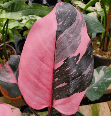 7 sobnih rastlin z rožnatimi listi, ki bodo vaš dom spremenile v stilsko oazo 2 rastline