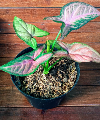 7 sobnih rastlin z rožnatimi listi, ki bodo vaš dom spremenile v stilsko oazo 3 rastline