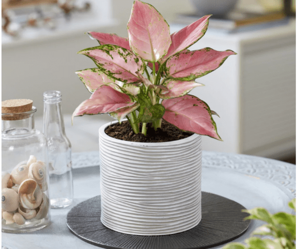 7 sobnih rastlin z rožnatimi listi, ki bodo vaš dom spremenile v stilsko oazo 4 rastline