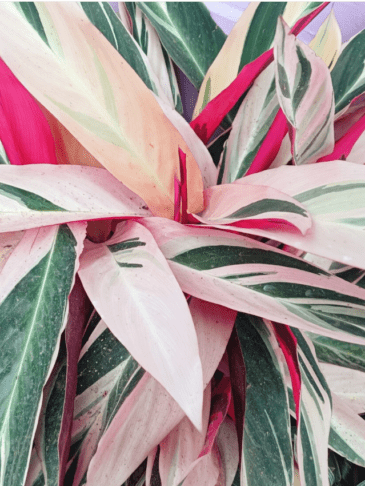 7 sobnih rastlin z rožnatimi listi, ki bodo vaš dom spremenile v stilsko oazo 5 rastline