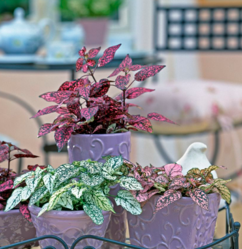 7 sobnih rastlin z rožnatimi listi, ki bodo vaš dom spremenile v stilsko oazo 6 rastline