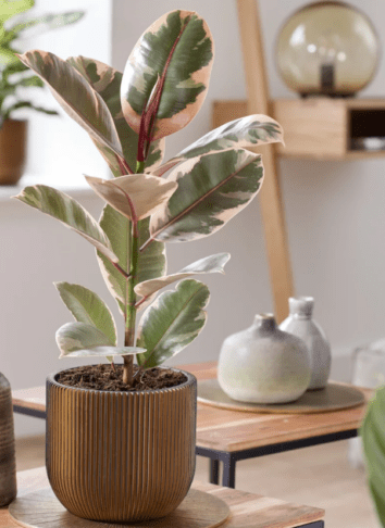 7 sobnih rastlin z rožnatimi listi, ki bodo vaš dom spremenile v stilsko oazo 7 rastline