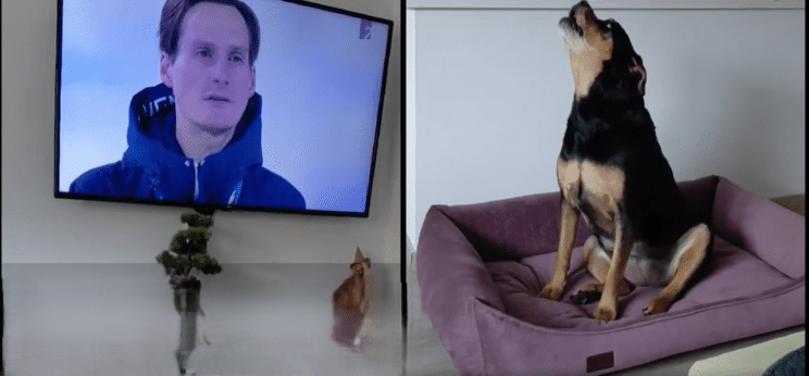 himna pes domen prevc