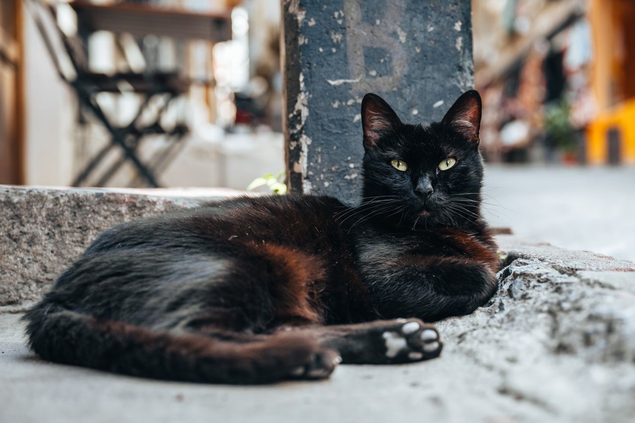 pexels kanstantsin karatysheuski 417942603 27960552