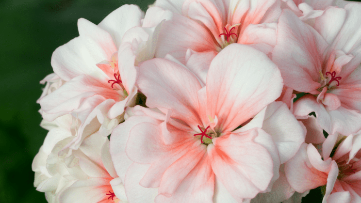 5 rož, ki jih lahko že danes postavite na balkon (FOTO) 2 rože