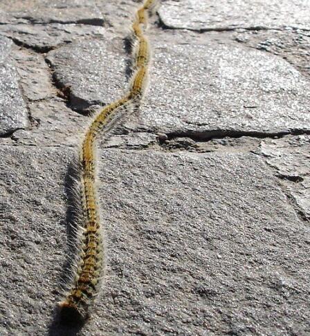 Gosenica e1773516902433