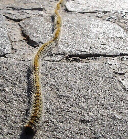 Gosenica e1773516902433