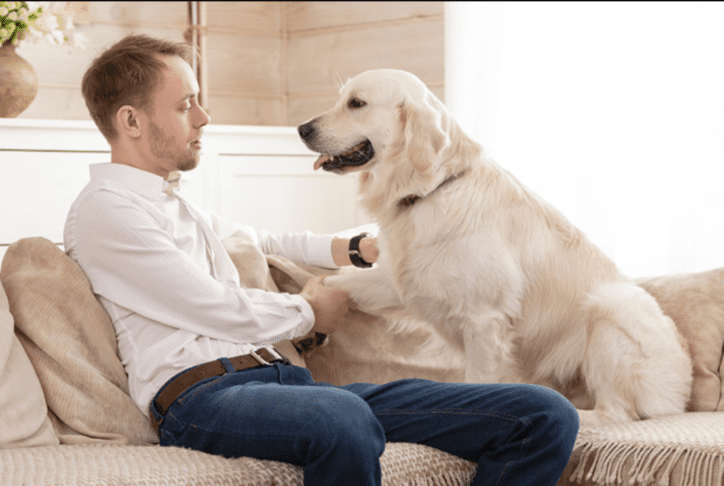 Veterinarji razkrivajo, kako prepoznati skrite bolečine pri psu 2 bolečine pri psu