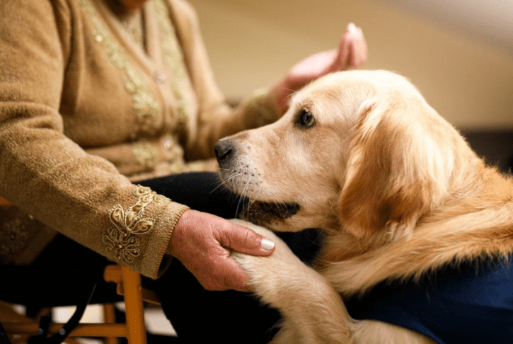 Veterinarji razkrivajo, kako prepoznati skrite bolečine pri psu 3 bolečine pri psu