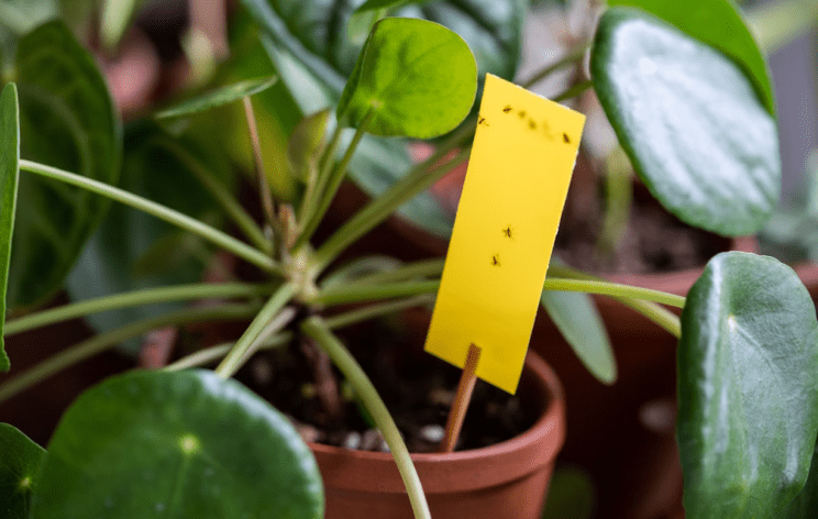 Kako se znebiti mušic okoli sobnih rastlin? 3 mušice