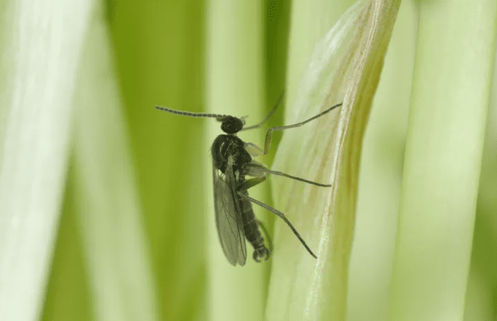 Kako se znebiti mušic okoli sobnih rastlin? 2 mušice