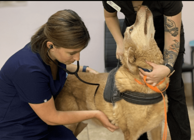 Steklina pri psu iz Rusije: tudi pri nas poziv k previdnosti 3 steklina