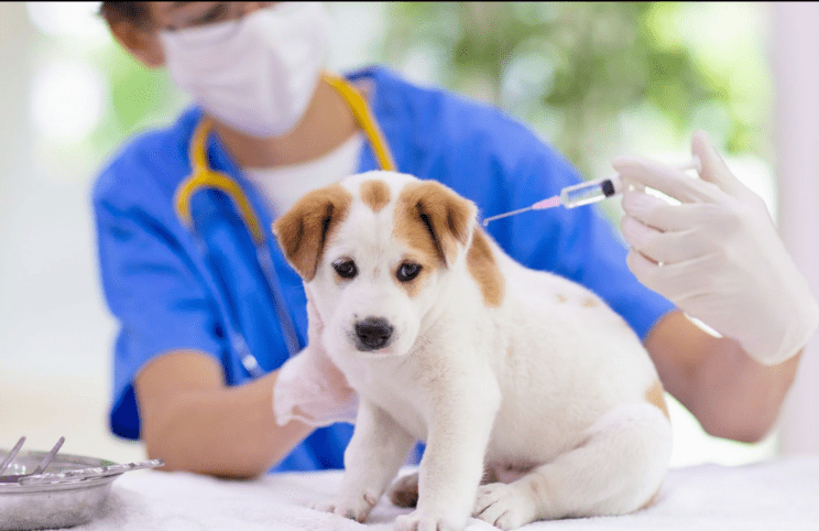 Steklina pri psu iz Rusije: tudi pri nas poziv k previdnosti 2 steklina