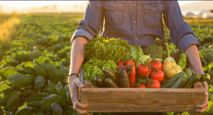 Trgovci dobili najboljša zemljišča, obljub o domači hrani pa niso držali? 3 domača hrana
