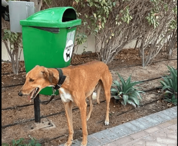 dubaj zapuščeni psi