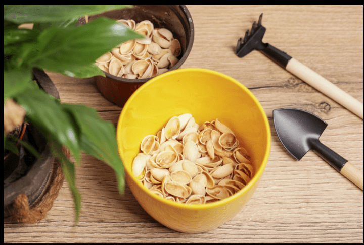 Ne mečite jih v smeti: kako lahko koristno uporabite lupine pistacij 2 lupine pistacij