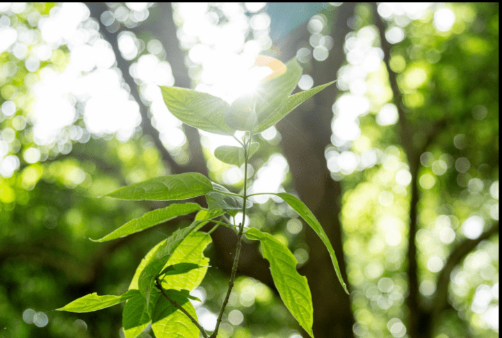 Pomlad ne prihaja več 21. marca: zakaj se datum spreminja? 2 pomlad