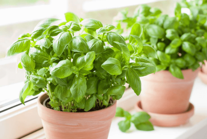 Poslovite se od os in sršenov: te rastline delujejo kot naravna zaščita 2 rastline