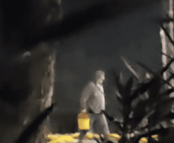 Tat rož na strunjanskem krožišču