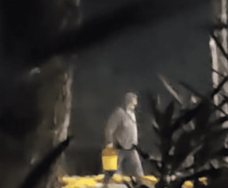 Tat rož na strunjanskem krožišču