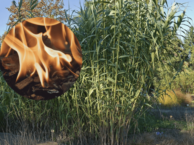 pozar v semedeli Požar v Semedeli: domačinovo kurjenje kanel sprožilo vžig več dreves