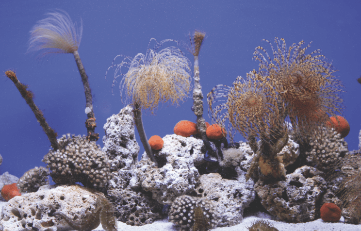 MAJHEN AKVARIJ Z VELIKO ZGODBO SLOVENSKEGA MORJA 2 akvarij