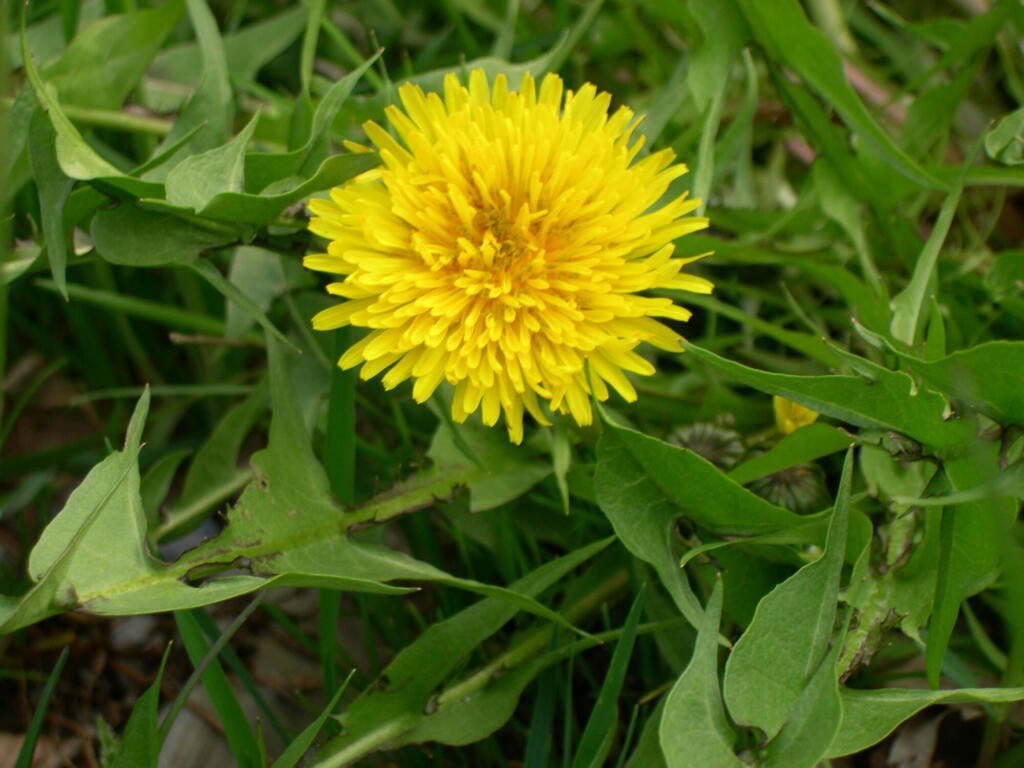 Taraxacum officinale Weber
