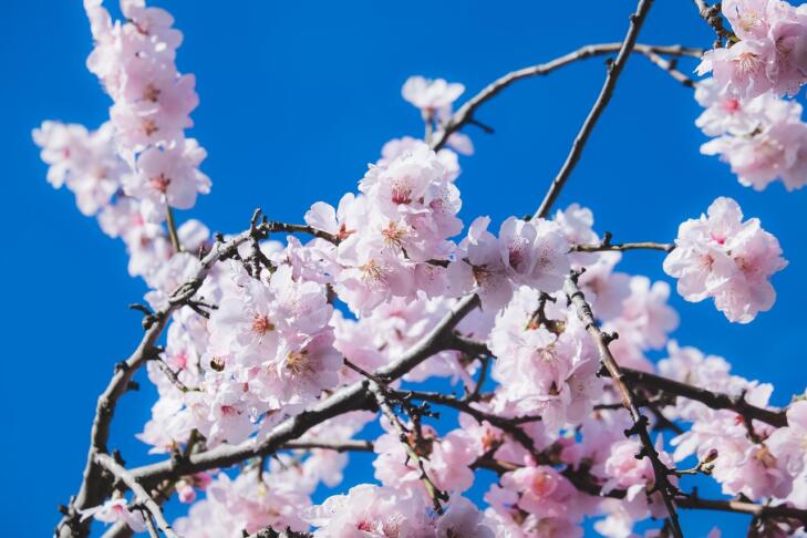 couleur cherry blossoms 4825302 1280