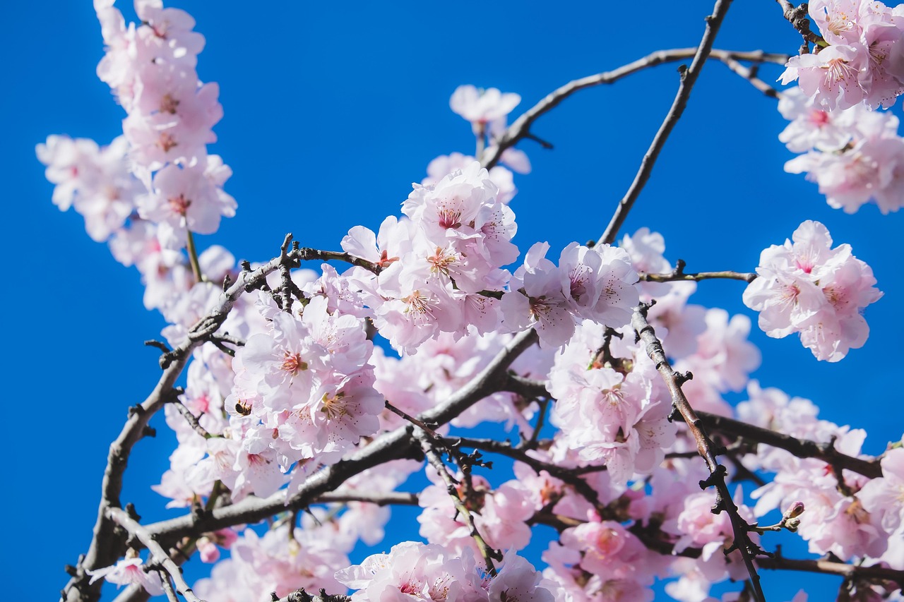 couleur cherry blossoms 4825302 1280
