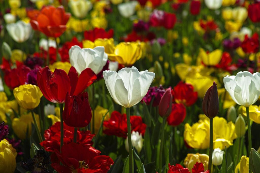 engin akyurt tulips 1511854 1280