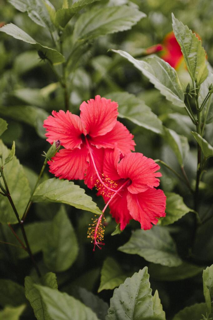 hibiskus