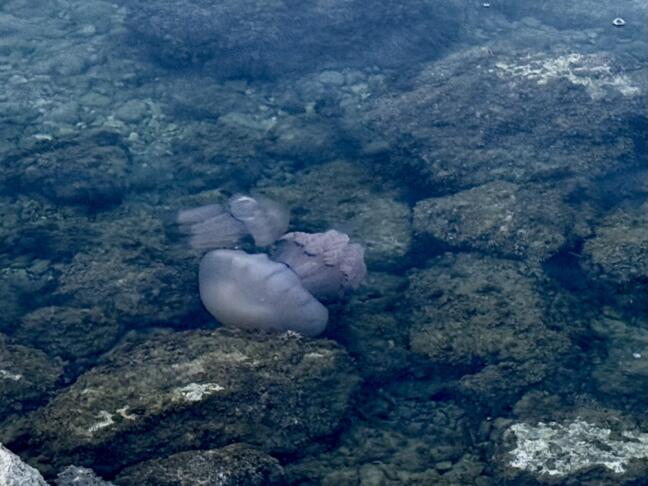 meduza obalaplus avtor