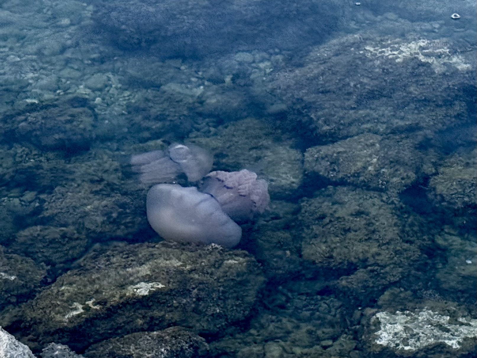 meduza obalaplus avtor