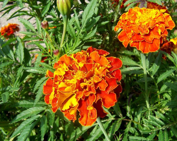 French marigold 2
