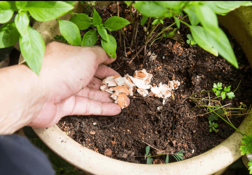 jajčne lupine rastlinam