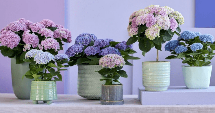 Jajčne lupine dodajate rožam? Pri teh rastlinah je to velika napaka 3 jajčne lupine rastlinam