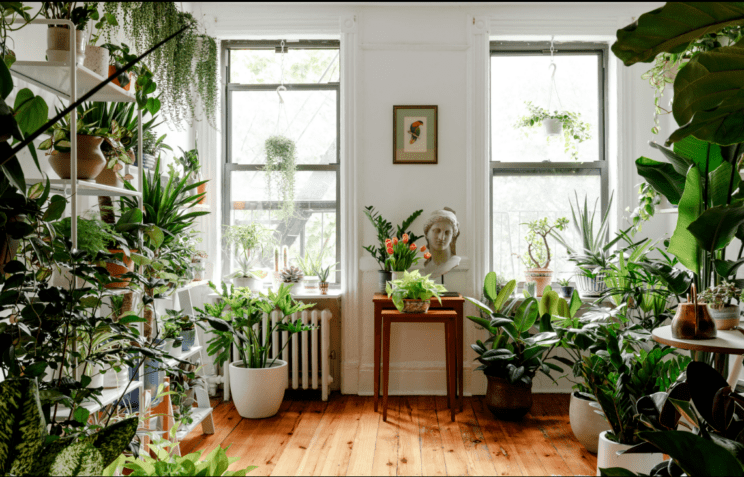 Jajčne lupine dodajate rožam? Pri teh rastlinah je to velika napaka 2 jajčne lupine rastlinam